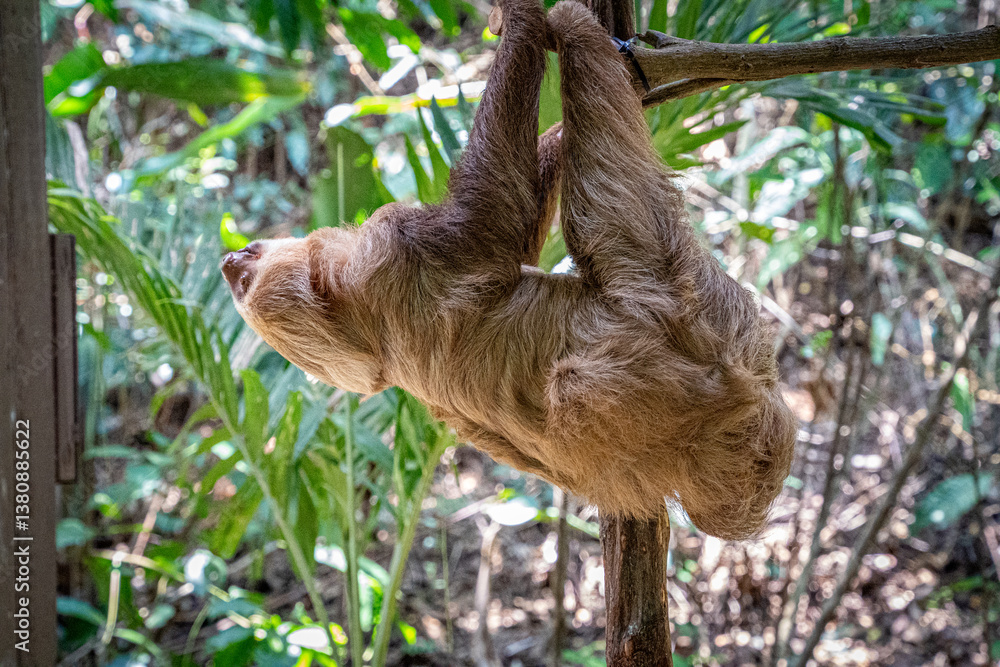 Fototapeta premium Entspanntes Faultier im Baum