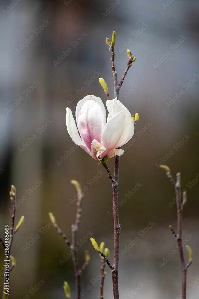 A single white flower with pink petals is the main focus of the image A single white flower with pink petals is the main focus of the image