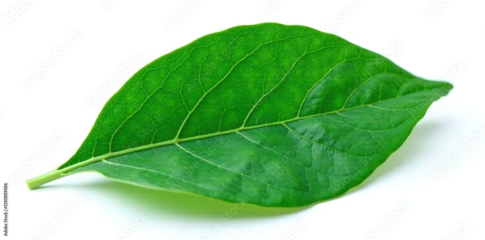 Obraz premium Dark green leaf with veins on white background, isolated object, isolated plant