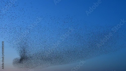 Starling birds murmuration in the sky during sunset at the end of a winter day. Huge groups of starlings (Sturnidae) in the sky that move in shape-shifting clouds before the night. Sparrow hawks bird 