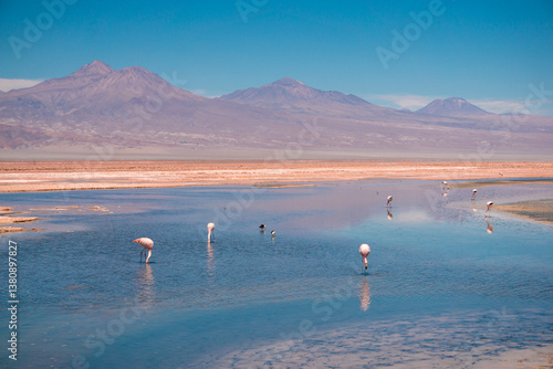 Group of Andean flamingos wading in the salt flat waters of Laguna Chaxa in the Atacama Desert Chile with reflections and distant mountains in the background
