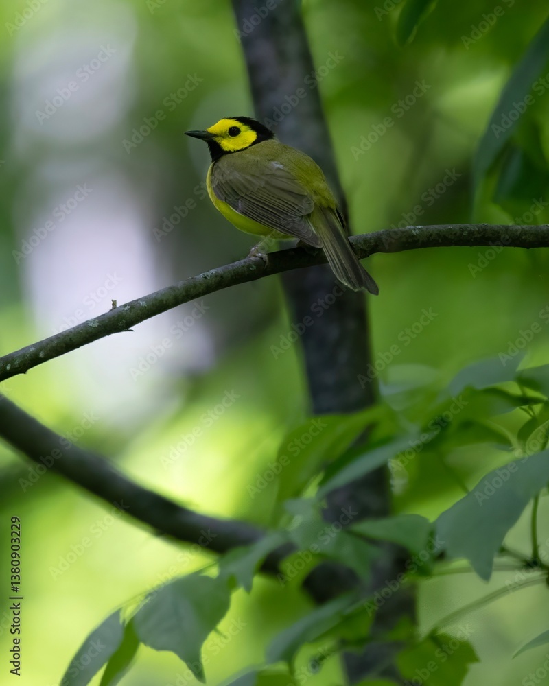 Hooded warbler Setophaga citrina that is perched on a branch Hooded warbler Setophaga citrina that is perched on a branch