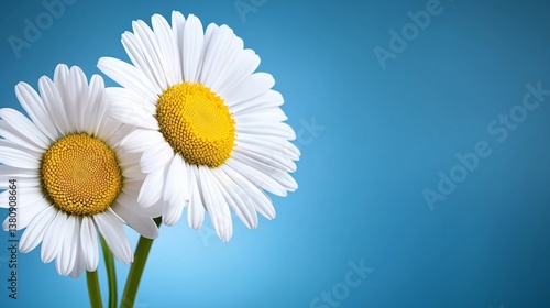 Two beautiful daisies with vibrant white petals and yellow centers