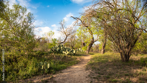 Tableau sur toile A serene dirt trail meanders through prickly pear cacti and mesquite trees under a bright Texas sky, captured during the golden hour at Garner State Park