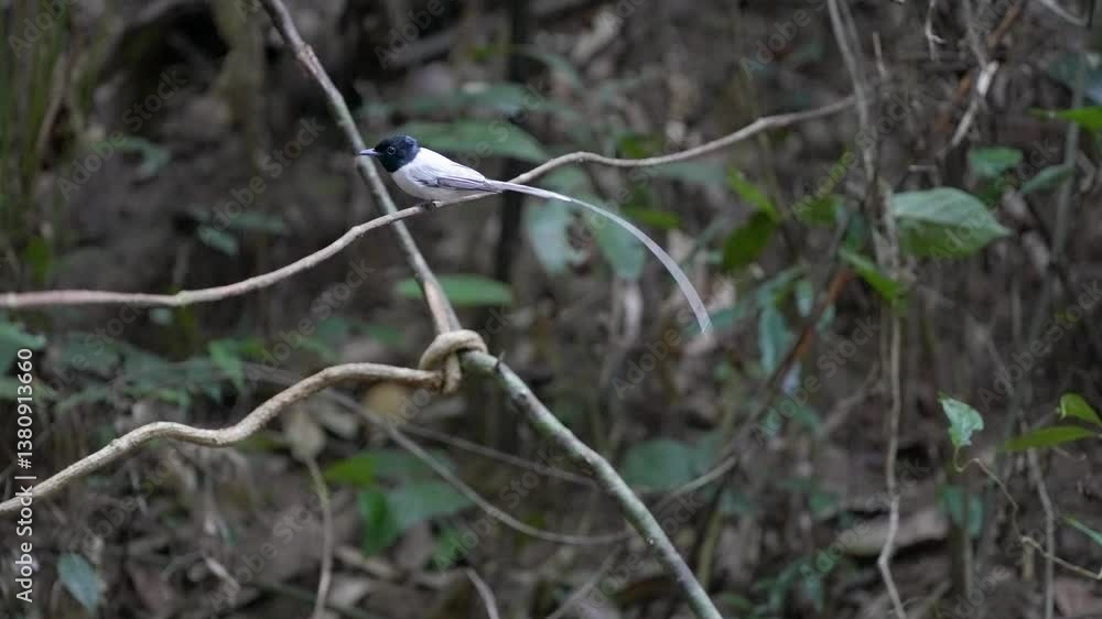 Blyth's Paradise-flycatcher (Blyth's Paradise-flycatcher ) bird watching in the forest. Blyth's Paradise-flycatcher (Blyth's Paradise-flycatcher ) bird watching in the forest.