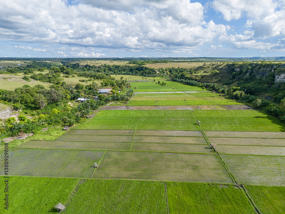 Obraz premium East Sumba, East Nusa Tenggara, Indonesia – 04. 03. 2025 – In the valley between rocky hills, there lies a green rice field in East Sumba 