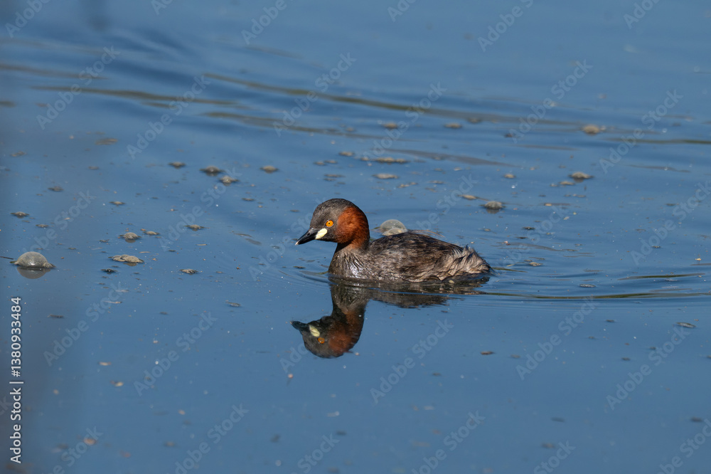 Close up portrait of a Little grebe showcasing its distinctive features and swimming. The birds vibrant orange color eye stands out against its dark grey and reddish brown plumage. Close up portrait of a Little grebe showcasing its distinctive features and swimming. The birds vibrant orange color eye stands out against its dark grey and reddish brown plumage.