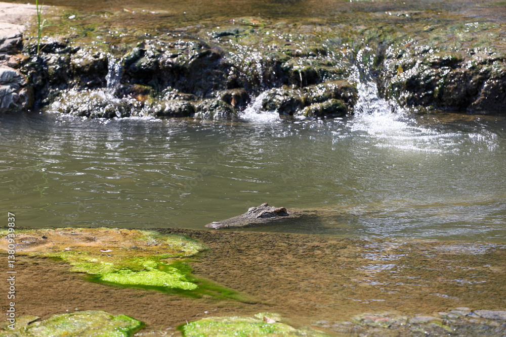 Fototapeta premium The crocodile in river at thailand