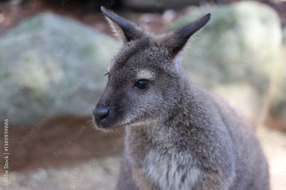 The Tammar Wallaby is small animal and cute in Australia