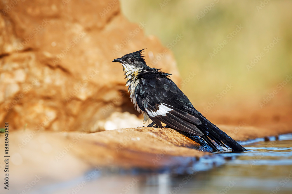 Pied Cuckoo along waterhole after bathing in Greater Kruger National park, South Africa ; Specie Clamator jacobinus family of Cuculidae