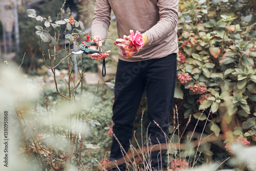 Obraz na płótnie Gardener using pruning shears, taking care of roses, plants and other flowers. w salonie