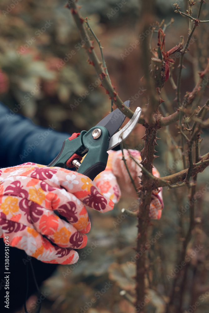 Gardener using pruning shears, taking care of roses, plants and other flowers.