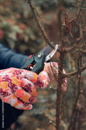 Obraz na płótnie Gardener using pruning shears, taking care of roses, plants and other flowers. w salonie