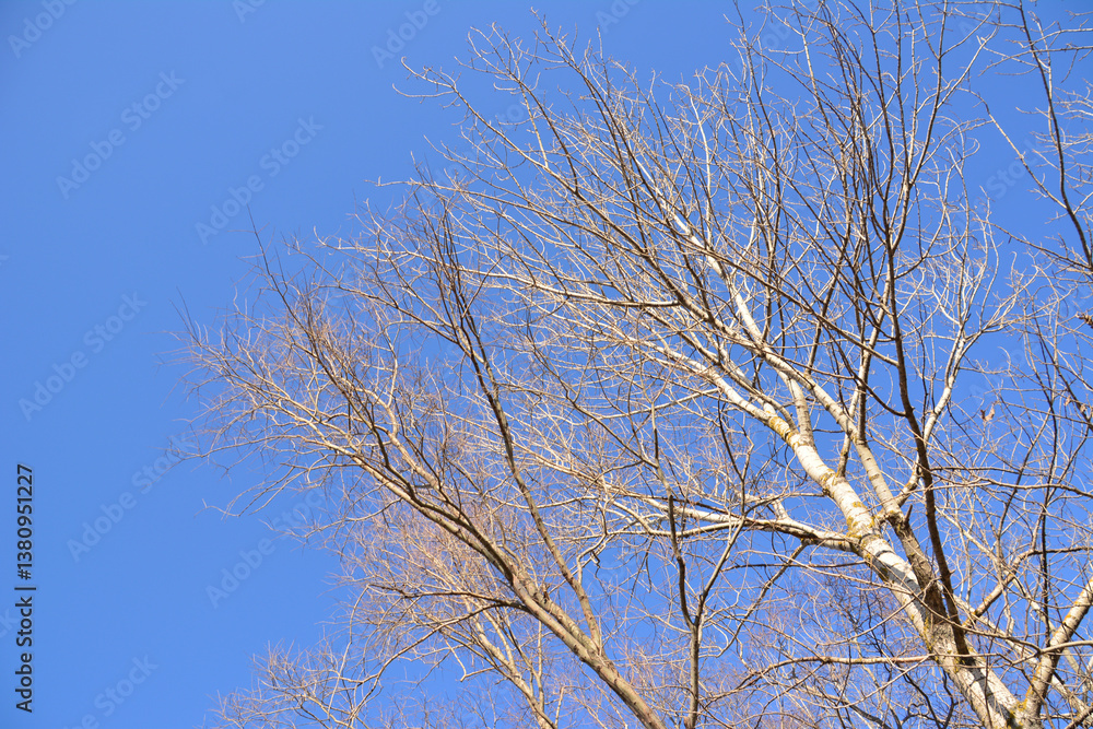 Bare birch tree branches against a bright blue sky Bare birch tree branches against a bright blue sky