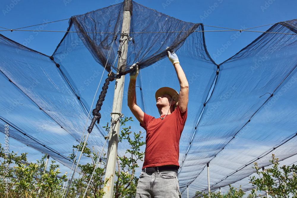 Farmer installing anti hail netting on a agricultural farm for protecting fruits, vegetables and crops from severe weather conditions.