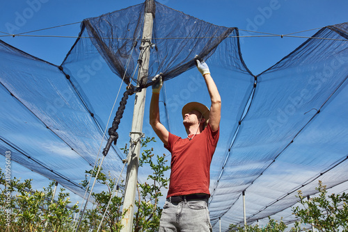 Obraz na płótnie Farmer installing anti hail netting on a agricultural farm for protecting fruits, vegetables and crops from severe weather conditions. w salonie