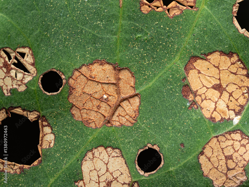 image of leaves affected by fungal virus disease image of leaves affected by fungal virus disease