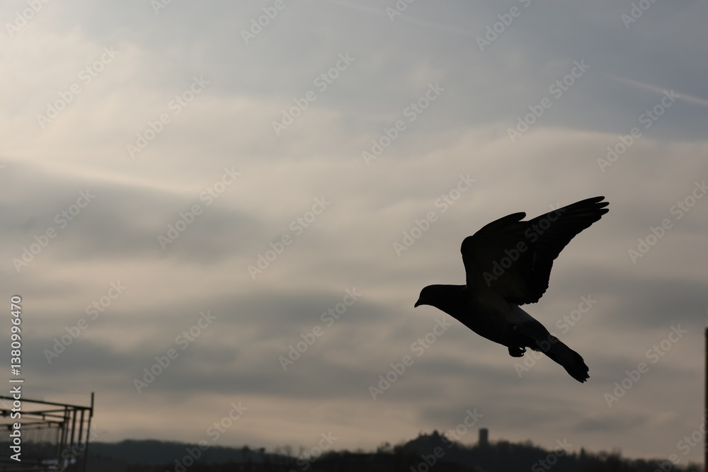 Fototapeta premium pigeon in flight