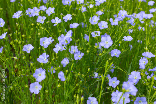 The field of blooming flax in summer