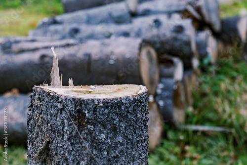 Wallpaper Mural A detailed close-up of a freshly cut tree stump with rugged bark and splintered wood. In the blurred background, several stacked logs lay on the grass, creating a natural forestry scene. Torontodigital.ca