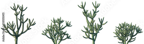Tableau sur toile Set of Cylindropuntia spinosior (common names cane cholla, spiny cholla and walk