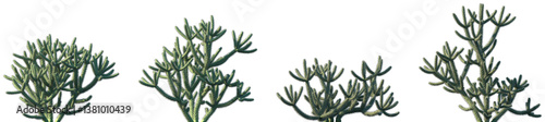 Photos Set of Cylindropuntia spinosior (common names cane cholla, spiny cholla and walk
