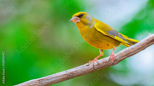 Greenfinch, Carduelis chloris, Mediterranean Forest, Castilla y Leon, Spain, Europe