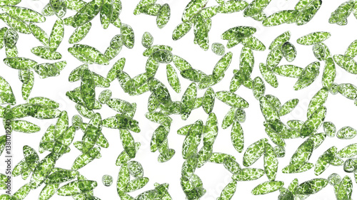 Tableau sur toile Euglena green protozoan isolated on white background