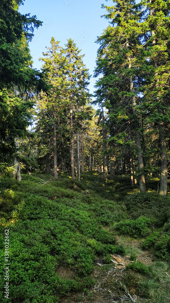 Lush vegetation and pine trees growing on the slopes of snezka, czech republic in august Lush vegetation and pine trees growing on the slopes of snezka, czech republic in august