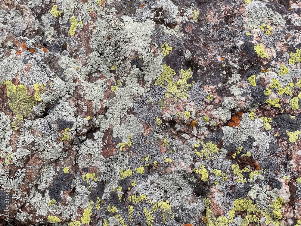 intricate lichen texture on weathered rock with orange and gray hues, perfect for background, nature studies, and geology themes
intricate lichen texture on weathered rock with orange and gray hues, perfect for background, nature studies, and geology themes