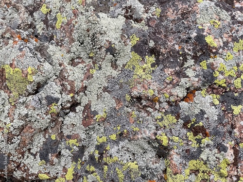 intricate lichen texture on weathered rock with orange and gray hues, perfect for background, nature studies, and geology themes

