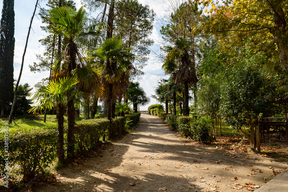 Old trees on the embankment in a tropical park by the sea in Gagra, Abkhazia. Promenade with palm trees. Summer vacation, Old trees on the embankment in a tropical park by the sea in Gagra, Abkhazia. Promenade with palm trees. Summer vacation,