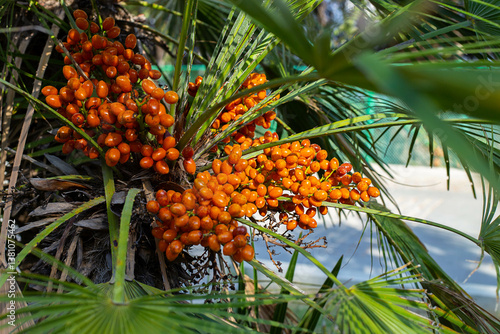 Close-up of a palm branch with tropical fruits