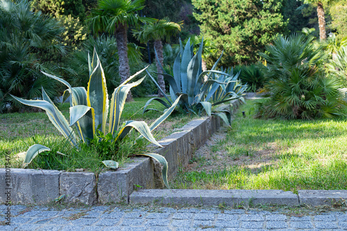 View of South park with tropical trees