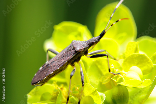 squash bug