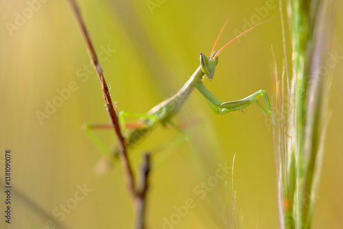 The bug walks among the branches