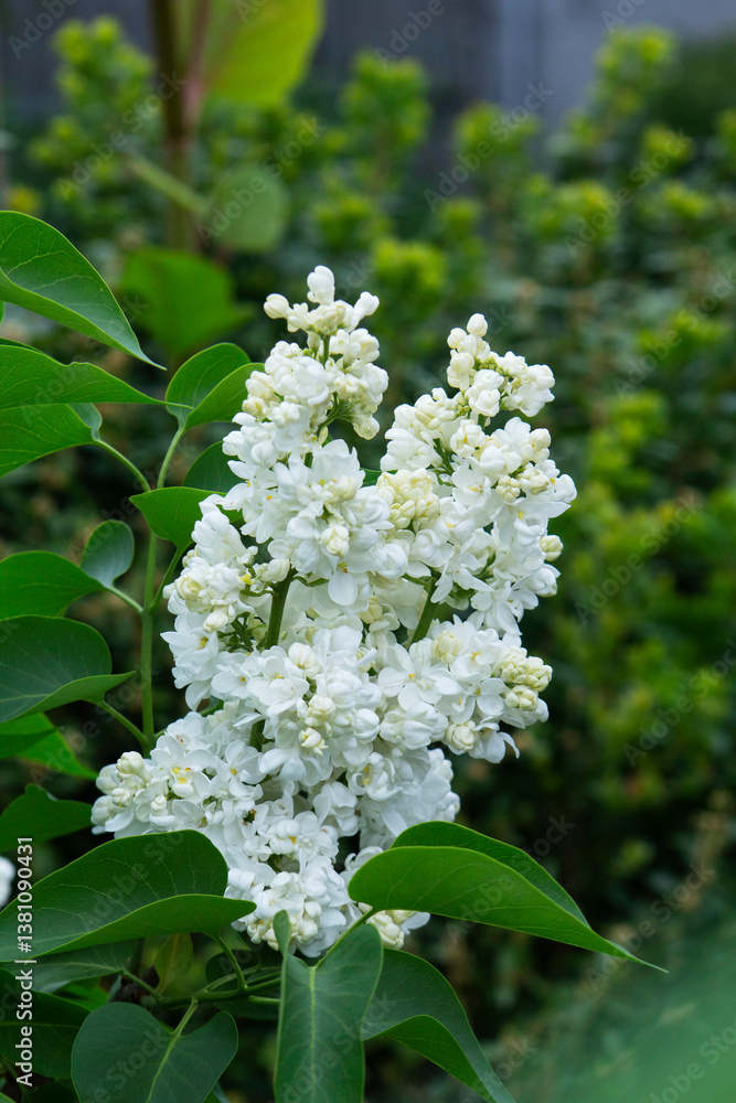 Branches of blooming lilacs in a spring park, selective focus.