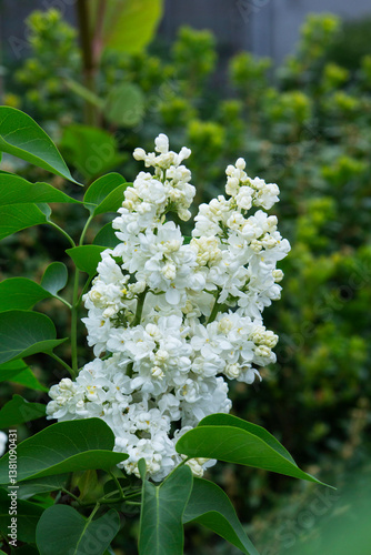 Obraz na płótnie Branches of blooming lilacs in a spring park, selective focus. w salonie