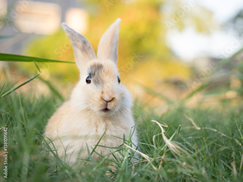 A rabbit at green meadow. Lovely action of young rabbit in field.