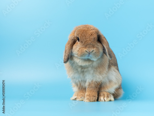 Cute baby holland lop rabbit sitting on blue background. Lovely action of young rabbit.
