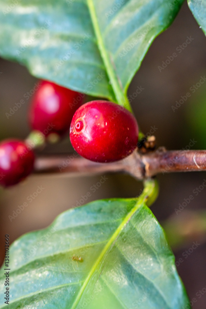 Coffea arabica pertenece a la familia de Rubiaceae. Coffea arabica pertenece a la familia de Rubiaceae.