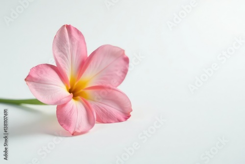 Single delicate flower blooms on a plain white surface, elegance, white background