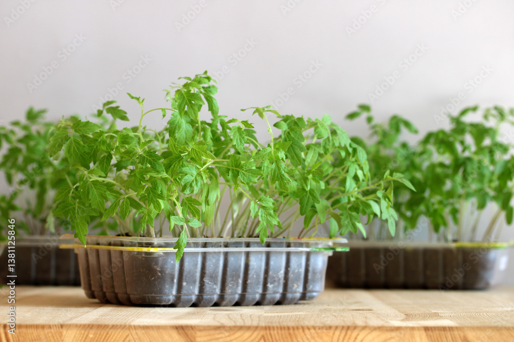 Young tomato seedlings growing in plastic containers on wooden table Young tomato seedlings growing in plastic containers on wooden table