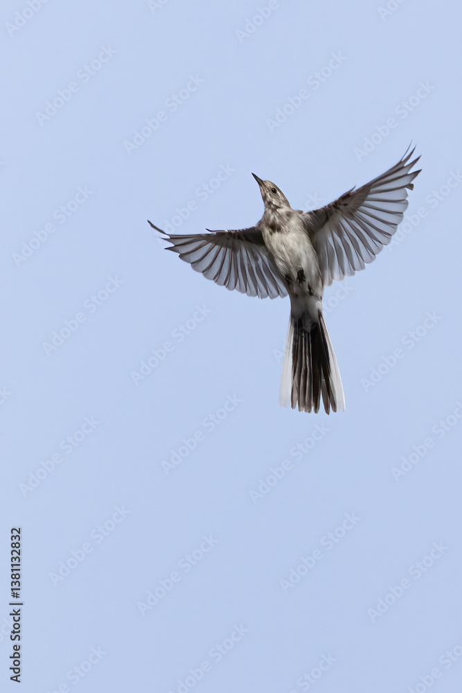 Fototapeta premium white wagtail