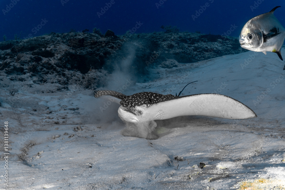 Obraz premium Eagle Ray finding food in the Caribbean sand