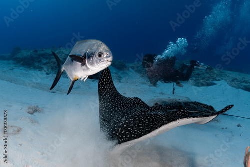 Eagle Ray and fish swimming in the Caribbean 