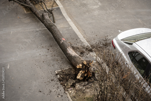 Torn tree felt on a sidewalk after heavy wind storm in the city