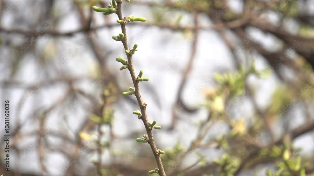 Sage-leaved Alangium is a small tree with fragrant white flowers, twisted branches, and medicinal uses in traditional Ayurvedic practices. Sage-leaved Alangium is a small tree with fragrant white flowers, twisted branches, and medicinal uses in traditional Ayurvedic practices.