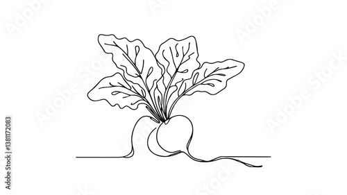  illustration of realistic Beetroot with leaves using one continuous line