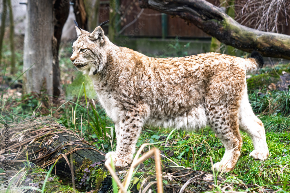 Obraz premium Eurasian lynx resting on wooden platform in forest enclosure..
